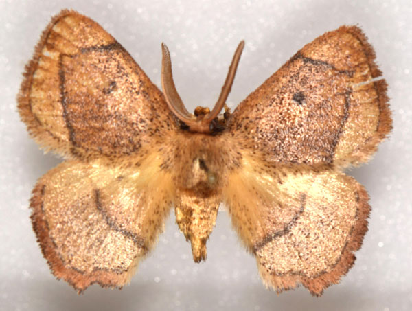 /filer/webapps/moths/media/images/K/kubwa_Ectropona_HT_NHMO.jpg