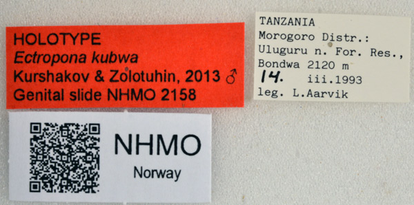 /filer/webapps/moths/media/images/K/kubwa_Ectropona_HT_NHMO_02l.jpg