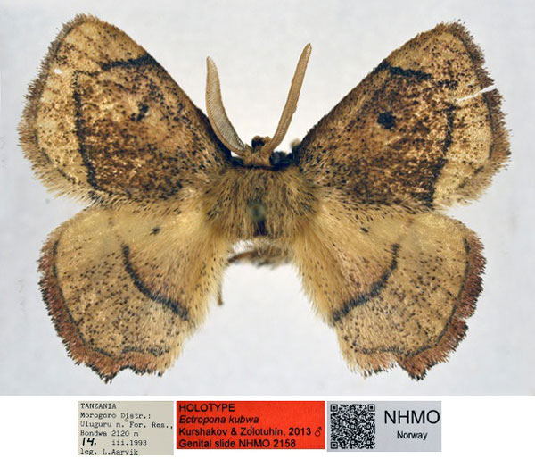 /filer/webapps/moths/media/images/K/kubwa_Ectropona_HT_NHMO_eOZnvXy.jpg
