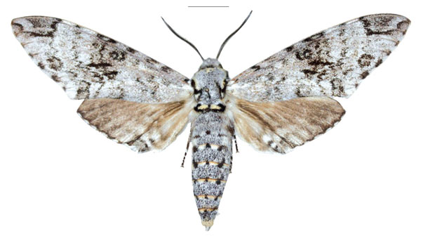 /filer/webapps/moths/media/images/K/kuchleri_Covelliana_PTM_ZSM.jpg