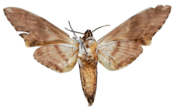 /filer/webapps/moths/media/images/K/kuchleri_Macropoliana_HT_SMCRb.jpg