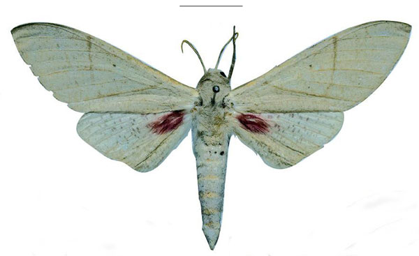 /filer/webapps/moths/media/images/K/kuchleri_Neoclanis_HT_ZSMa.jpg
