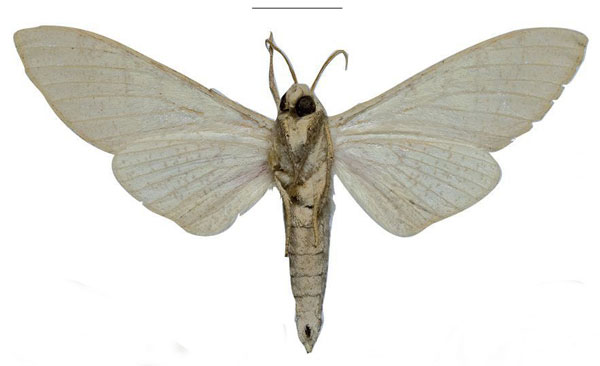 /filer/webapps/moths/media/images/K/kuchleri_Neoclanis_HT_ZSMb.jpg