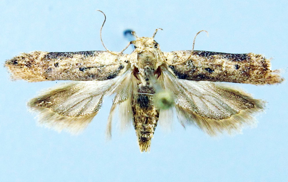 /filer/webapps/moths/media/images/K/kuehnei_Armatophallus_HT_ZMHB.jpg