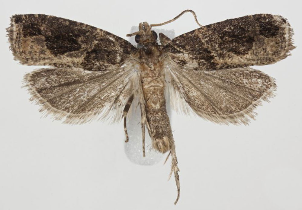 /filer/webapps/moths/media/images/K/kuehnei_Megaherpystis_HT_Larsen.jpg