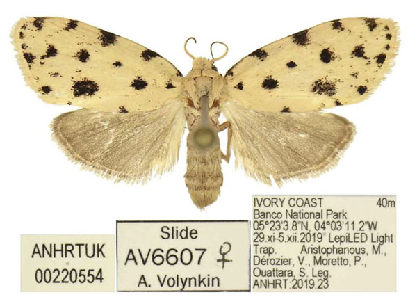 /filer/webapps/moths/media/images/K/kuehnei_Siccia_PTF_ANHRT.jpg