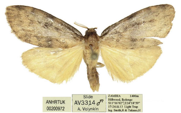 /filer/webapps/moths/media/images/K/kuehnei_Thumatha_HT_ANHRT.jpg