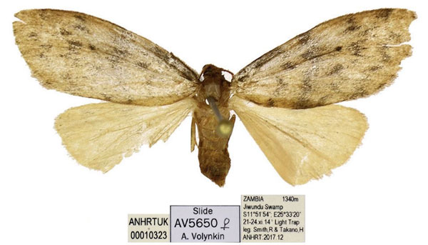 /filer/webapps/moths/media/images/K/kuehnei_Thumatha_PTF_ANHRT.jpg