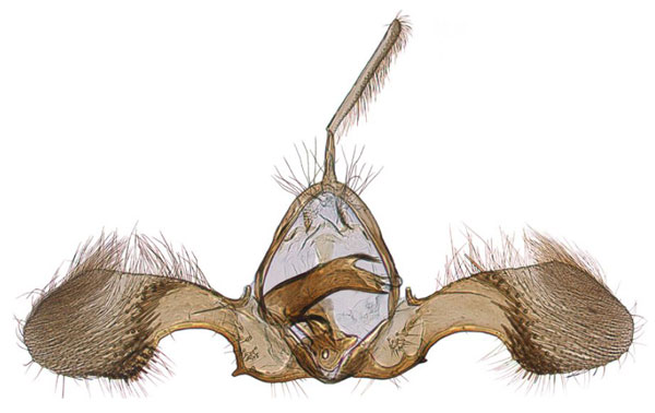 /filer/webapps/moths/media/images/K/kuficha_Ubawamzuri_GMHT_NHMO_2280.jpg