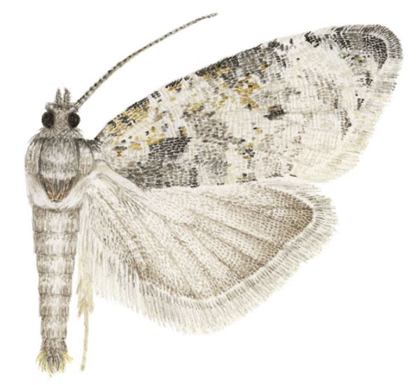 /filer/webapps/moths/media/images/K/kuficha_Ubawamzuri_HT_NHMO.jpg