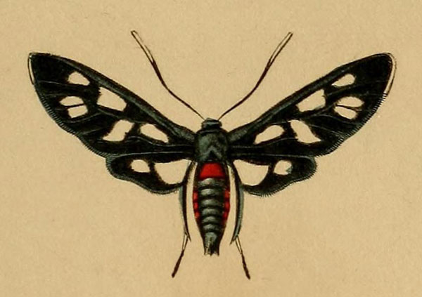 /filer/webapps/moths/media/images/K/kuhlweini_Amata_HT_Lefebvre_1832_23.jpg
