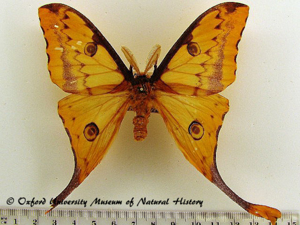 /filer/webapps/moths/media/images/K/kuhnei_Argema_AF_OUMNH.jpg