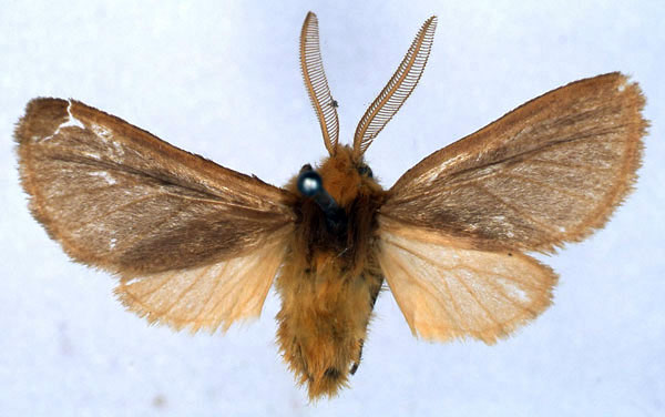 /filer/webapps/moths/media/images/K/kumasina_Metarctia_LT_BMNH_01.jpg