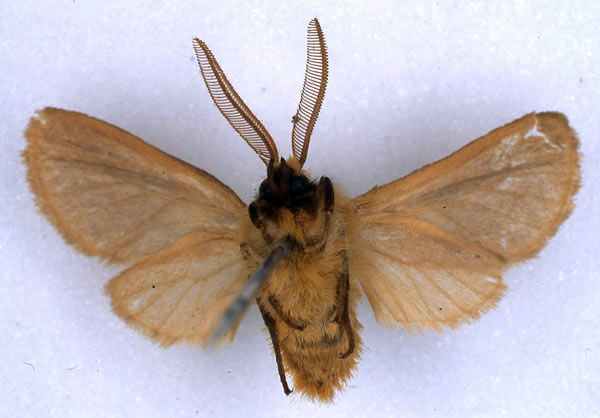 /filer/webapps/moths/media/images/K/kumasina_Metarctia_LT_BMNH_02.jpg