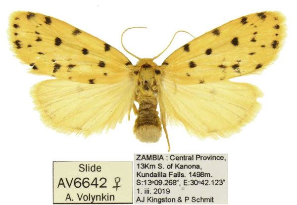 /filer/webapps/moths/media/images/K/kundalila_Siccia_PTF_ANHRT.jpg