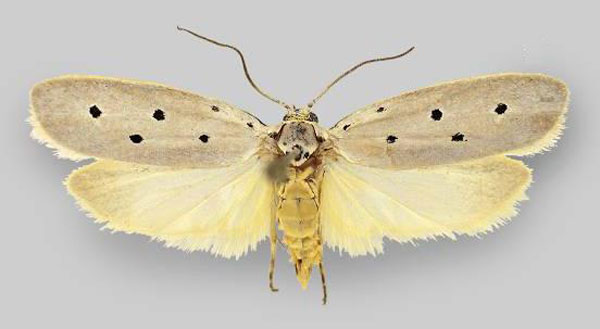 /filer/webapps/moths/media/images/K/kunenica_Ethmia_PT_ZMHB.jpg