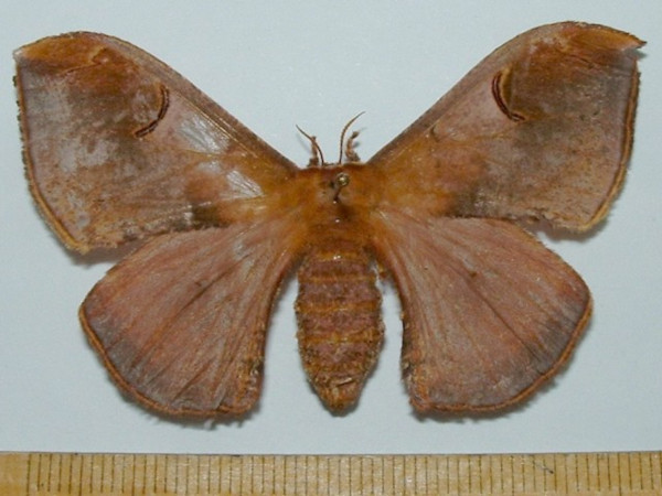 /filer/webapps/moths/media/images/K/kuntzei_Campimoptilum_A_Mateke.jpg