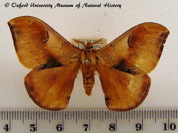 /filer/webapps/moths/media/images/K/kuntzei_Campimoptilum_A_OUMNH_01.jpg