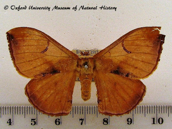 /filer/webapps/moths/media/images/K/kuntzei_Campimoptilum_A_OUMNH_02.jpg