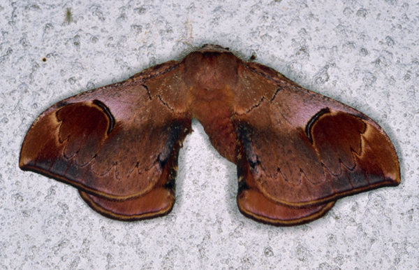 /filer/webapps/moths/media/images/K/kuntzei_Campimoptilum_A_Roland_10.jpg