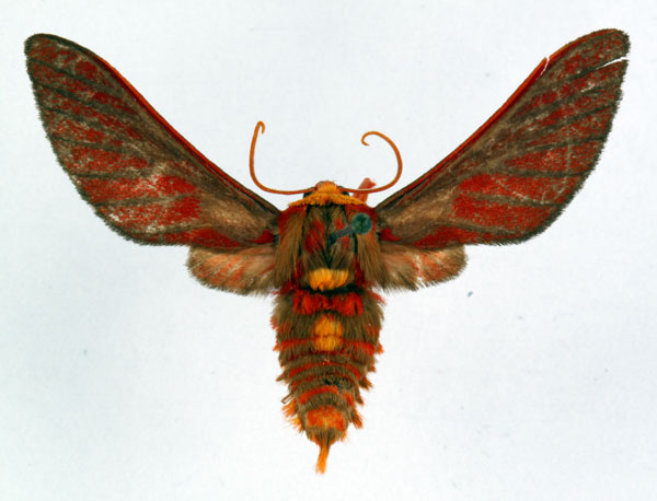 /filer/webapps/moths/media/images/K/kupensis_Balacra_HT_ZSM_01.jpg