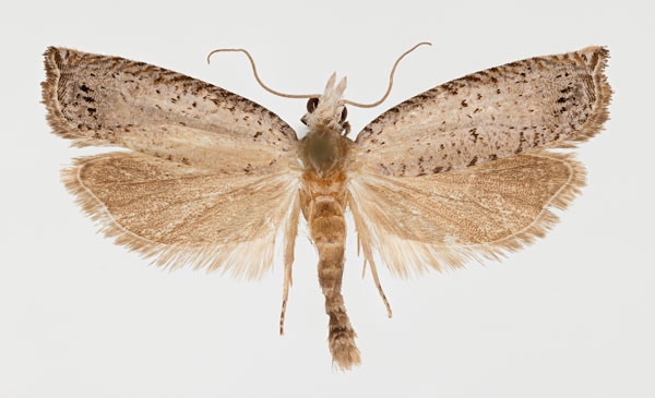 /filer/webapps/moths/media/images/K/kwazuluana_Hystrichophora_AM_ZMHB.jpg