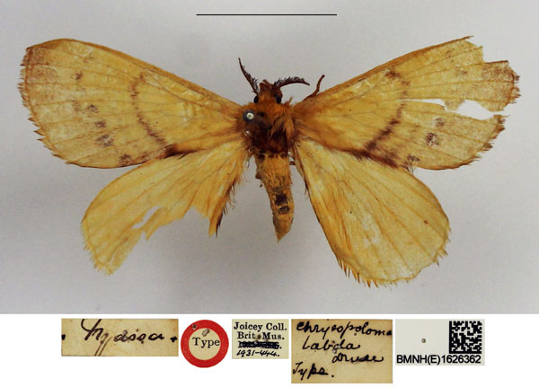 /filer/webapps/moths/media/images/L/labda_Chrysopoloma_HT_NHMUKa_Euz7pMG.jpg