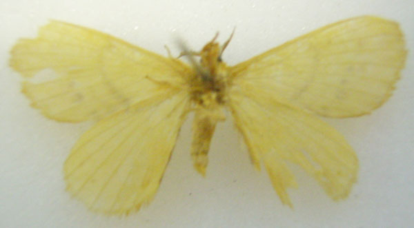 /filer/webapps/moths/media/images/L/labda_Chrysopoloma_HT_NHMUKb.jpg