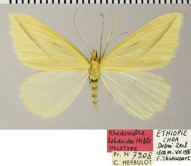 /filer/webapps/moths/media/images/L/labdoides_Rhodometra_HT_ZSMa.jpg