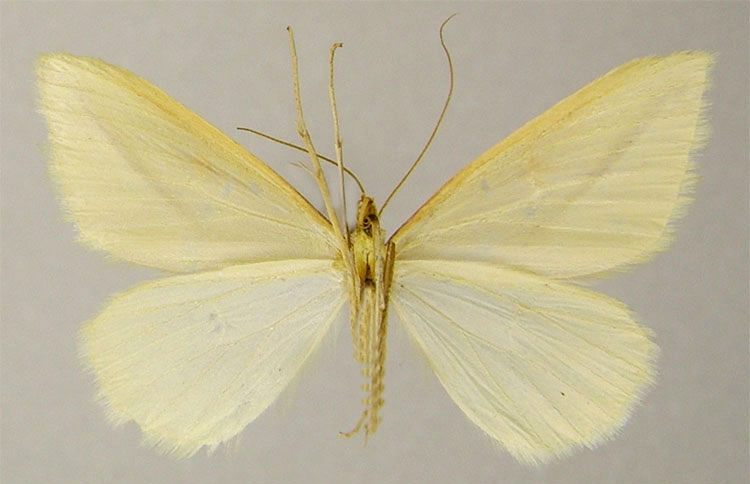 /filer/webapps/moths/media/images/L/labdoides_Rhodometra_HT_ZSMb.jpg