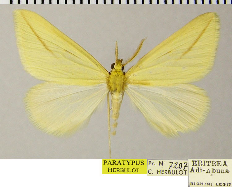 /filer/webapps/moths/media/images/L/labdoides_Rhodometra_PTM_ZSM.jpg