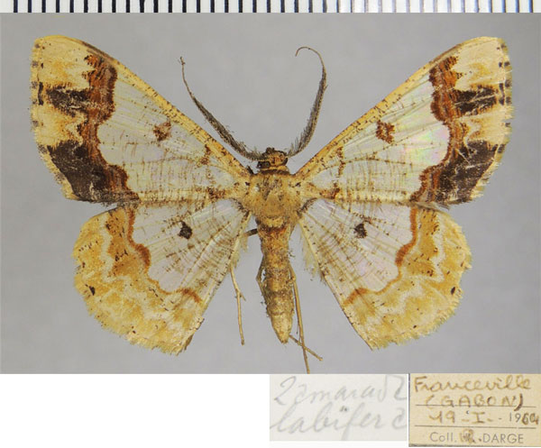 /filer/webapps/moths/media/images/L/labifera_Zamarada_AM_ZSMa.jpg