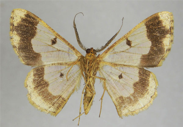 /filer/webapps/moths/media/images/L/labifera_Zamarada_AM_ZSMb.jpg