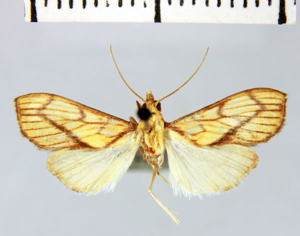 /filer/webapps/moths/media/images/L/labordalis_Pyrausta_HT_MNHN.jpg