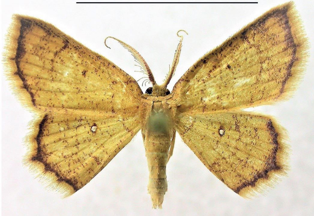 /filer/webapps/moths/media/images/L/laccadivica_Chrysocraspeda_PTM_Fischer.jpg