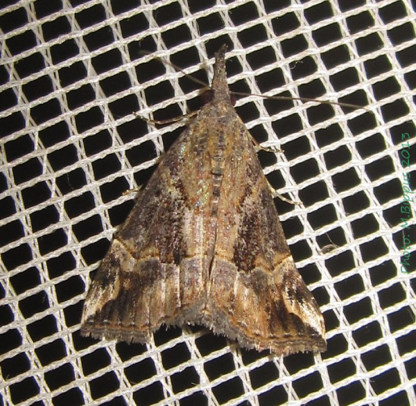 /filer/webapps/moths/media/images/L/laceratalis_Hypena_A_Bippus.jpg