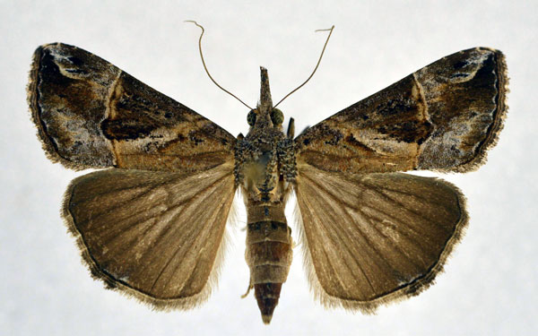 /filer/webapps/moths/media/images/L/laceratalis_Hypena_A_NHMO.jpg