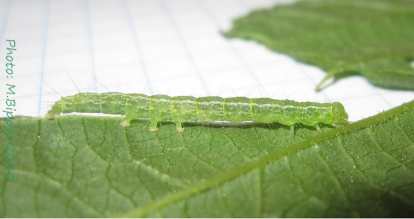 /filer/webapps/moths/media/images/L/laceratalis_Hypena_L_Bippus.jpg