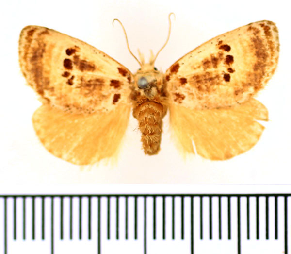 /filer/webapps/moths/media/images/L/lacides_Lepidorytis_AF_BMNH.jpg