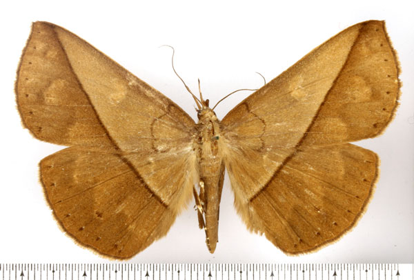 /filer/webapps/moths/media/images/L/lacista_Deinypena_AF_BMNH.jpg
