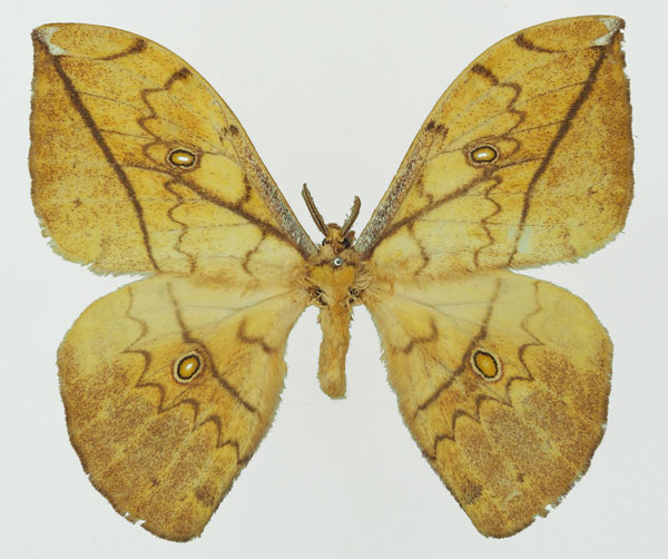 /filer/webapps/moths/media/images/L/laclosi_Pselaphelia_AM_Basquin_01a.jpg