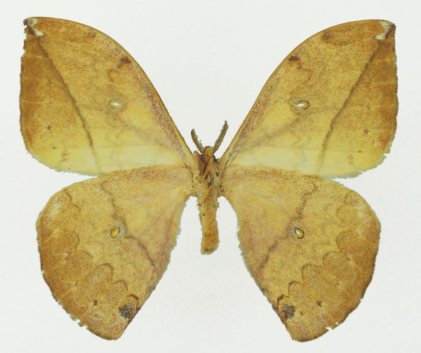 /filer/webapps/moths/media/images/L/laclosi_Pselaphelia_AM_Basquin_01b.jpg