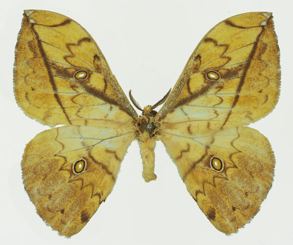 /filer/webapps/moths/media/images/L/laclosi_Pselaphelia_AM_Basquin_02a.jpg