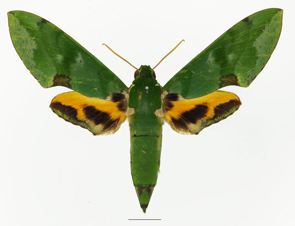 /filer/webapps/moths/media/images/L/lacordairei_Euchloron_AF_Basquina.jpg