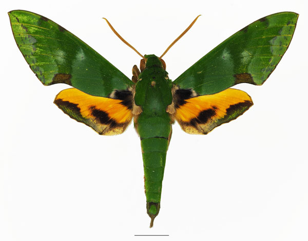 /filer/webapps/moths/media/images/L/lacordairei_Euchloron_AM_Basquin_01a.jpg