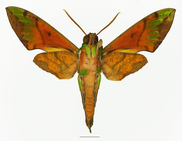 /filer/webapps/moths/media/images/L/lacordairei_Euchloron_AM_Basquin_01b.jpg