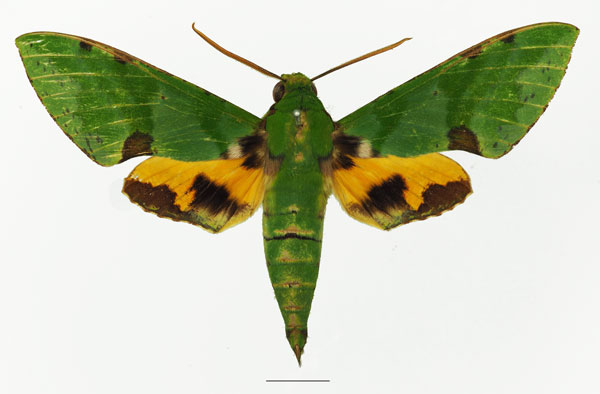 /filer/webapps/moths/media/images/L/lacordairei_Euchloron_AM_Basquin_02a.jpg