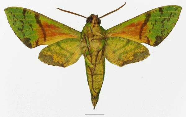 /filer/webapps/moths/media/images/L/lacordairei_Euchloron_AM_Basquin_02b.jpg
