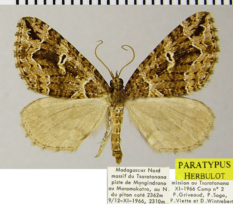 /filer/webapps/moths/media/images/L/lacrimans_Haplolabida_PTM_ZSMa.jpg