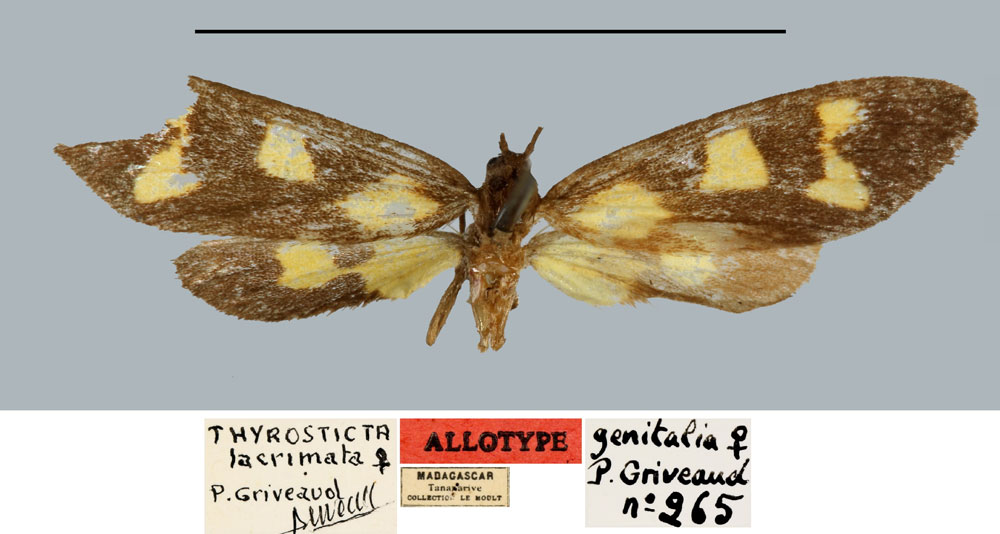 /filer/webapps/moths/media/images/L/lacrimata_Thyrosticta_AT_MNHN.jpg